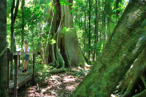 Mary Cairncross Scenic Reserve - Accommodation Bookings 0