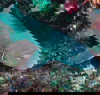 Middle Reef Dive Site - Accommodation Bookings