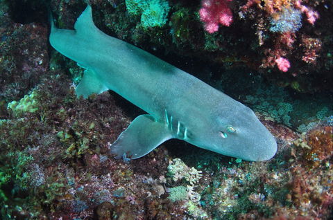 Middle Reef Dive Site - Accommodation Bookings 0