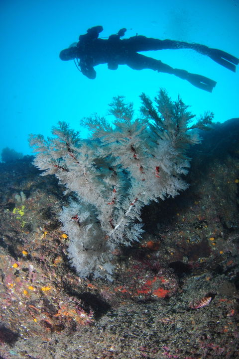 Middle Reef Dive Site - Accommodation Bookings 1