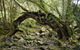 Mitchell River Walking Track - thumb 0