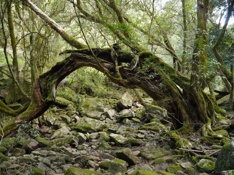 Mitchell River Walking Track - Accommodation Bookings 0