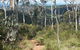 Mount Towac Walk - thumb 0