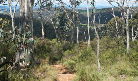Mount Towac Walk - Accommodation Bookings 0