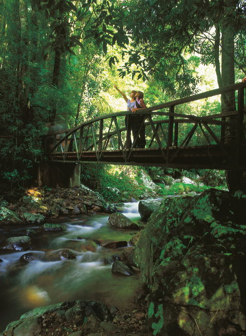 Natural Bridge Circuit, Springbrook National Park - Accommodation Bookings 1