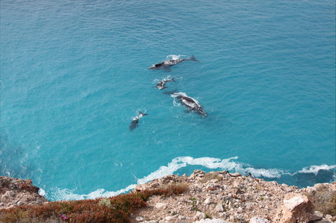 Nullarbor National Park - Accommodation Bookings 0