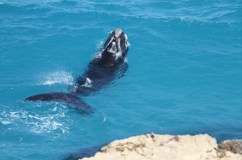 Nullarbor National Park - Accommodation Bookings 2