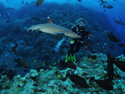 Osprey Reef - Accommodation Bookings 1