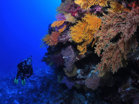 Osprey Reef - Accommodation Bookings 2