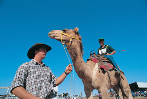 Outback Camel Festival Trail - Accommodation Bookings 1