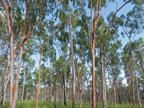 Pilliga Forest - Accommodation Bookings 1
