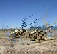 Sturt's tree walk - Accommodation Bookings