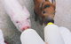 Swan Valley Cuddly Animal Farm - thumb 0