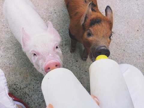 Swan Valley Cuddly Animal Farm - Accommodation Bookings 0