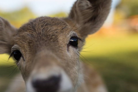 Swan Valley Cuddly Animal Farm - Accommodation Bookings 1