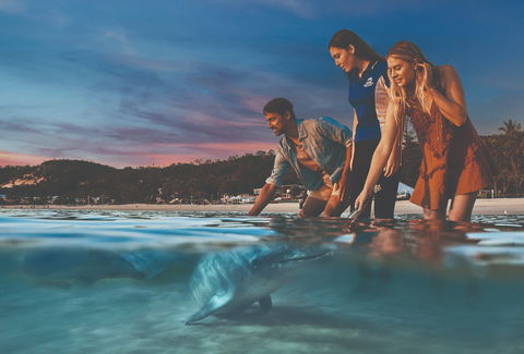 Tangalooma Wild Dolphin Feeding - Accommodation Bookings 0