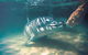 Tangalooma Wild Dolphin Feeding - thumb 2