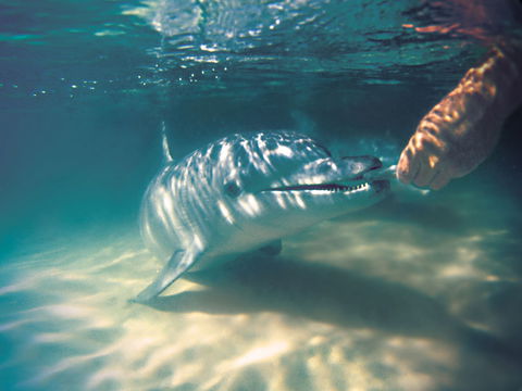 Tangalooma Wild Dolphin Feeding - Accommodation Bookings 2