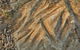 Terramungamine Rock Grooves - thumb 1