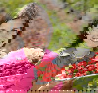 The Super Strawberry - Accommodation Bookings