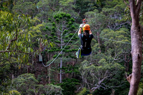 Thunderbird Park ® - Tamborine Mountain, Gold Coast Region - Accommodation Bookings 2