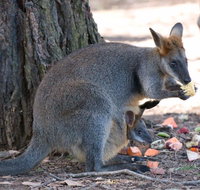 Wirrimbirra Sanctuary - Accommodation Bookings
