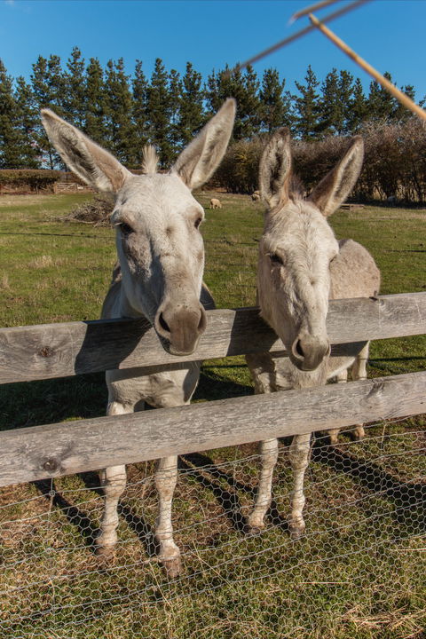 Brickendon Historic Farm And Convict Village - Accommodation Bookings 2