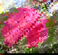 Campbell Rhododendron Gardens - Accommodation Bookings