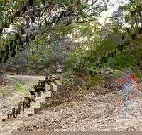 Cawleys Road trail - Accommodation Bookings
