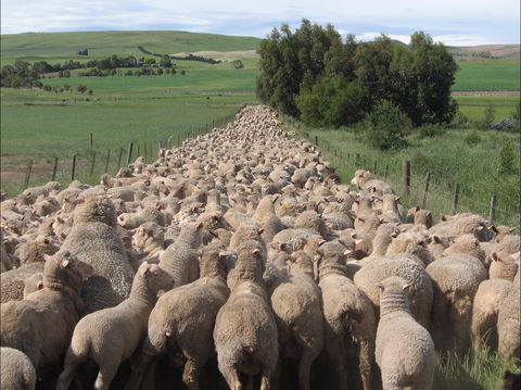 Curringa Farm - Accommodation And Farm Tours - Accommodation Bookings 0