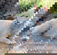 Durong Dingo Sanctuary - Accommodation Bookings