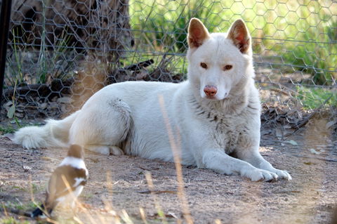 Durong Dingo Sanctuary - Accommodation Bookings 0