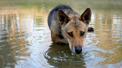 Durong Dingo Sanctuary - Accommodation Bookings 1