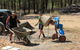 Durong Dingo Sanctuary - thumb 2