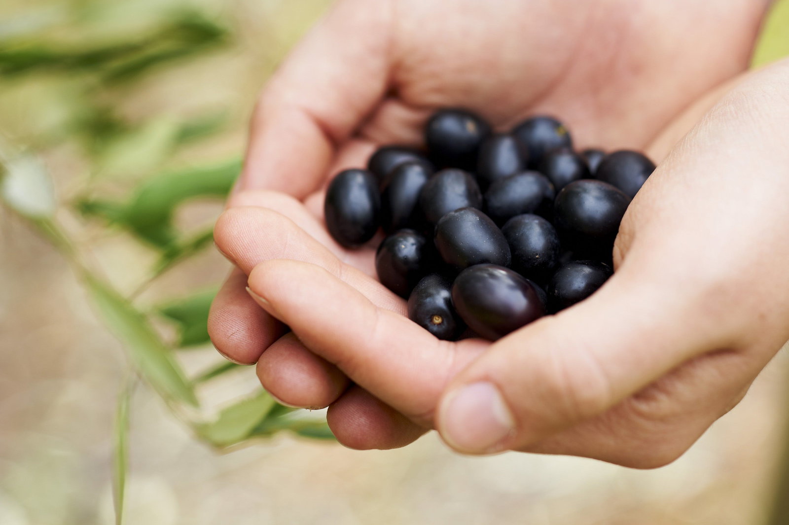 Lower Chittering WA Accommodation Bookings