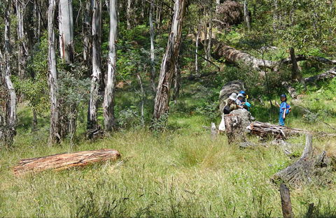 Federal Falls Walk - Accommodation Bookings 0