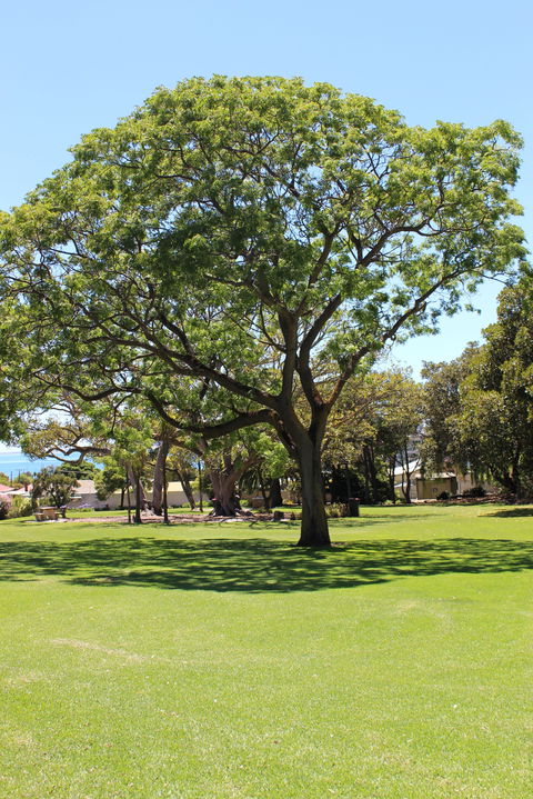 Flinders Park Playground - Accommodation Bookings 0