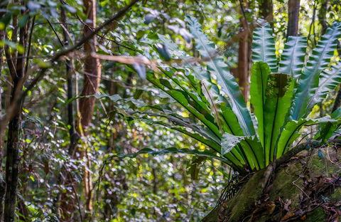 Great North Walk - Palm Grove Nature Reserve - Accommodation Bookings 0