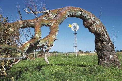 Greenough Leaning Trees - Accommodation Bookings 0