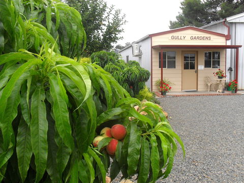 Gully Gardens - Accommodation Bookings 0
