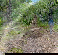 Kangaroo River Walking Track - Accommodation Bookings
