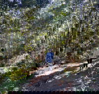 Lyrebird Circuit Walk - Accommodation Bookings