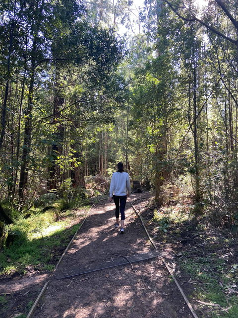 Lyrebird Circuit Walk - Accommodation Bookings 0