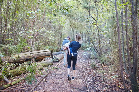 Lyrebird Circuit Walk - Accommodation Bookings 1