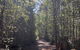 Lyrebird Circuit Walk - thumb 2