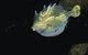 Mushroom Reef Marine Sanctuary - thumb 0