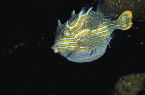 Mushroom Reef Marine Sanctuary - Accommodation Bookings 0