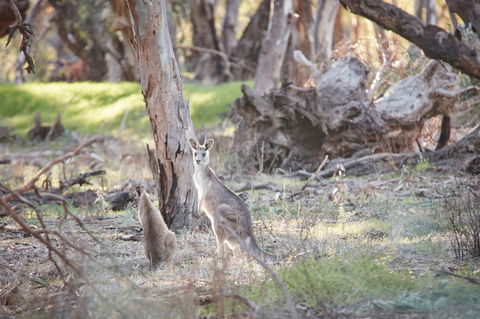 Nyah Vinifera Park - Accommodation Bookings 0