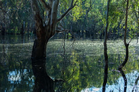 Nyah Vinifera Park - Accommodation Bookings 2