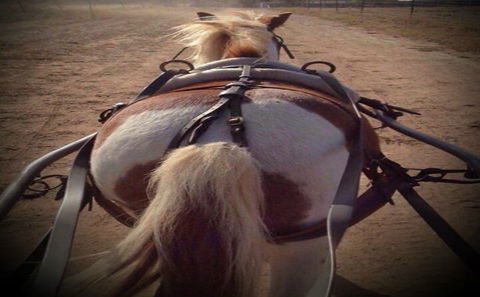 Outback Pony Rides Farm Experience - Accommodation Bookings 2